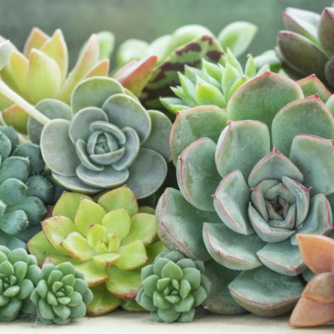 Types of Succulents