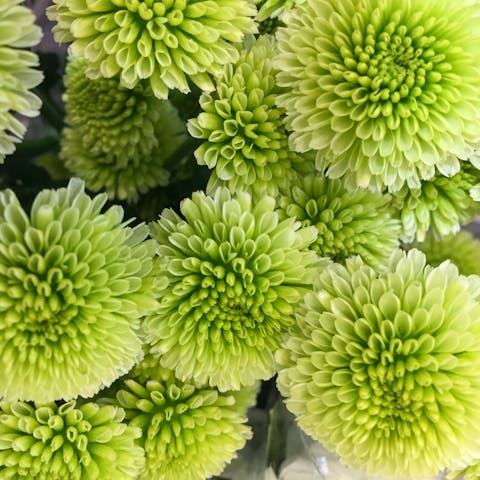 Chrysanthemum Flower