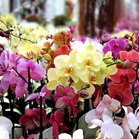 How Colored Orchids Are Made