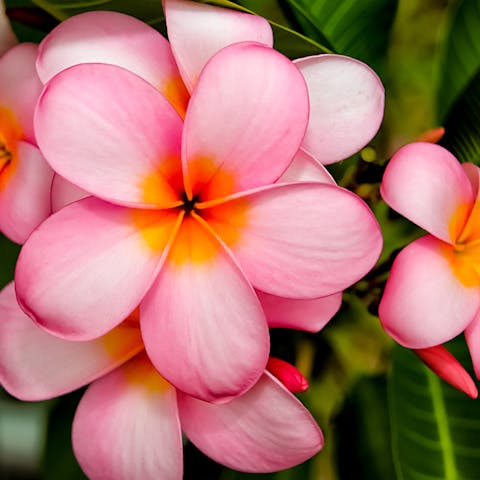 Florida Flower State