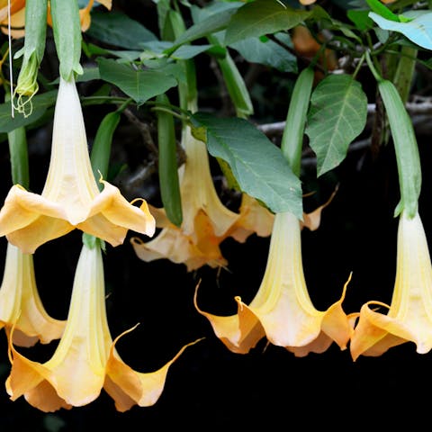 Trumpet flower