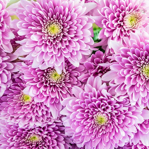 Mum flower