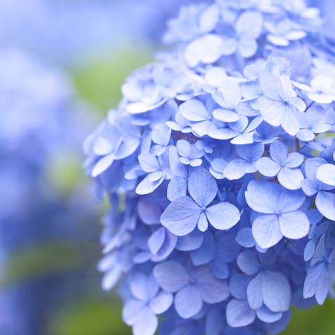 The Hydrangea Flower