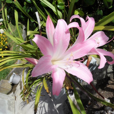 Belladona Flower