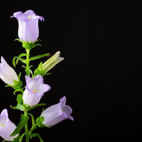 Bell Flower