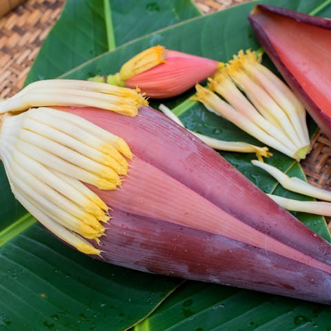 The Banana Blossom