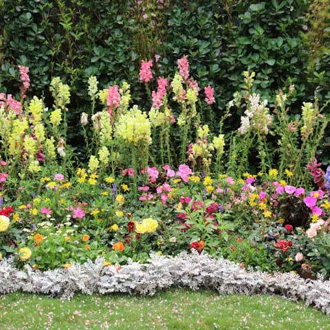 Great Perennial Flowers to Plant This Year