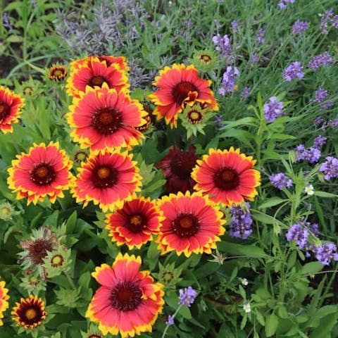 Blanket Flowers: Characteristics, Myths, and Year-round Enjoyment