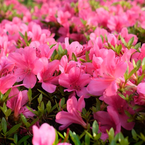 Azalea: The Flower as Old as Time