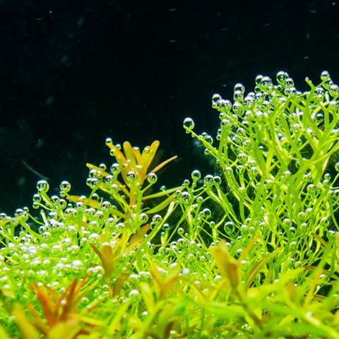 Aquatic Plants