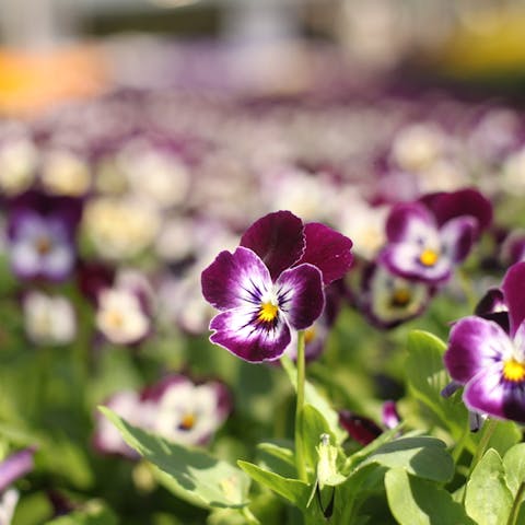 Viola Flowers