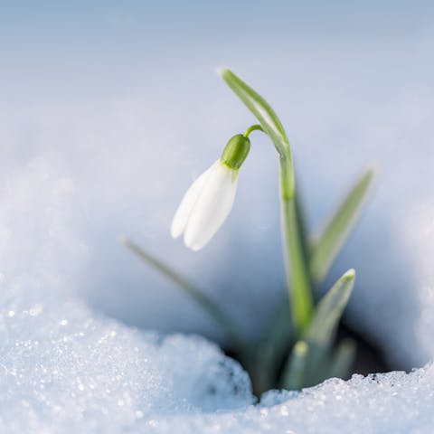 Snowdrop Flower