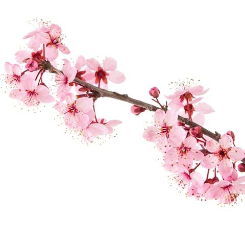 Sakura Flower – The Complete Guide