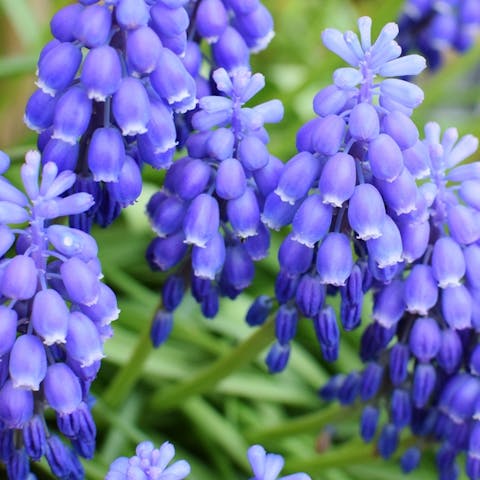Bluebell Flower