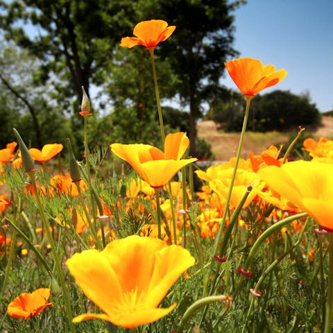 California State Flower