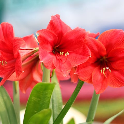 Amaryllis Flower