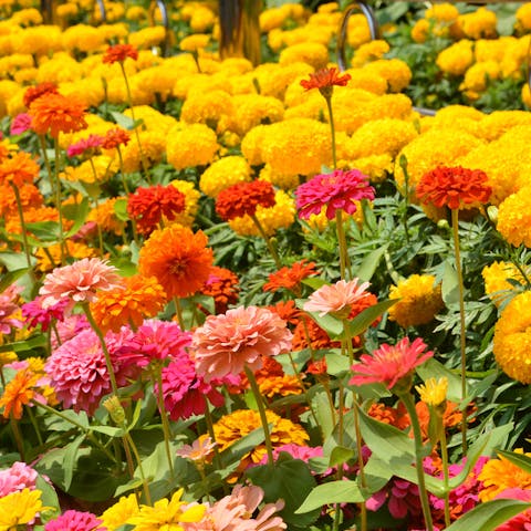 Zinnia Flower