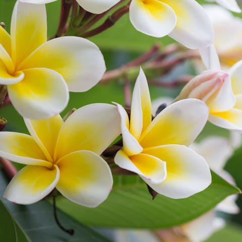 The Plumeria Flower