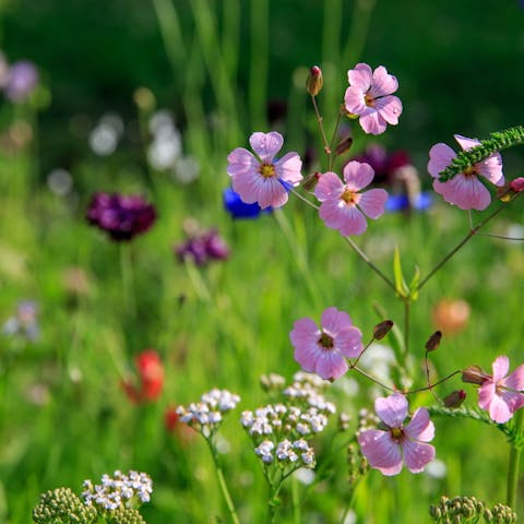 Wildflowers Around the World
