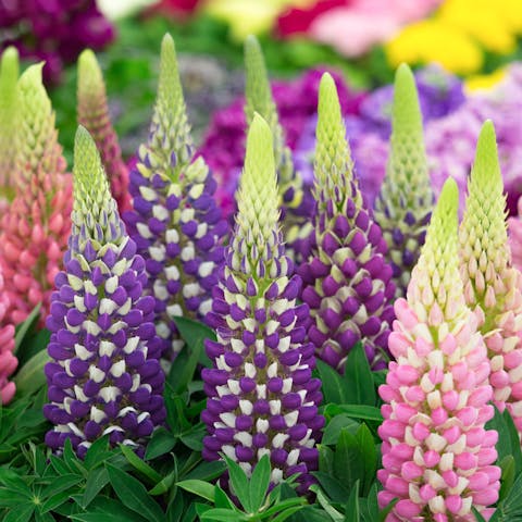 Lupines: The Perfect Choice for Your Garden