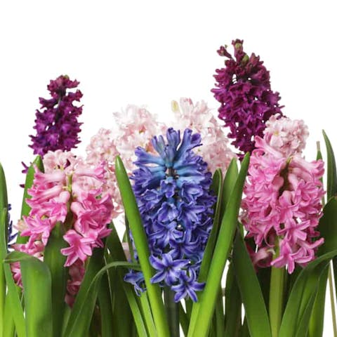 Hyacinth Flower