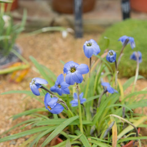 Jessie Flower