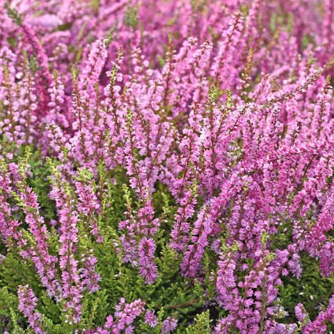 The Beautiful Heather Flower