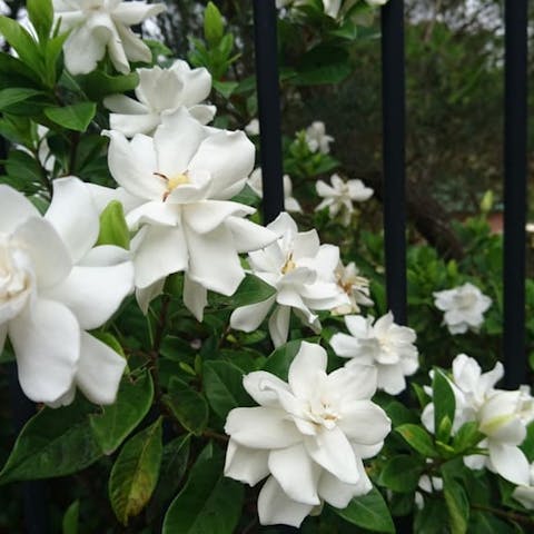 Gardenia Flower