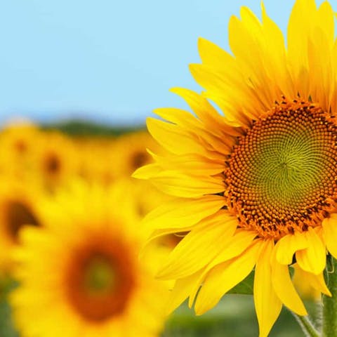 The Lifecycle of the Sunflower