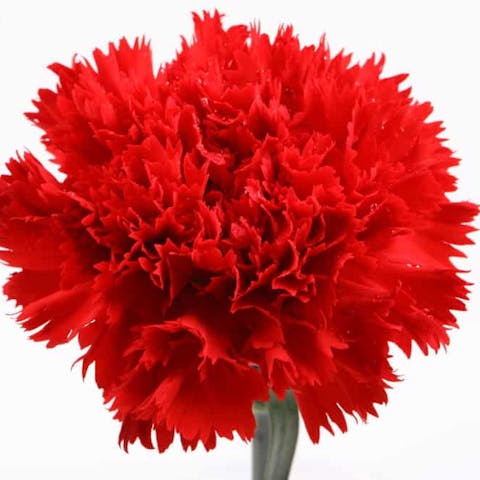 Carnation Flowers: Their History, Meaning, and Care