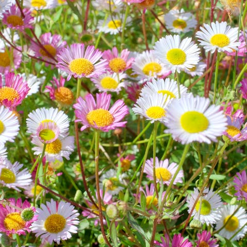 When Do Daisies Bloom?
