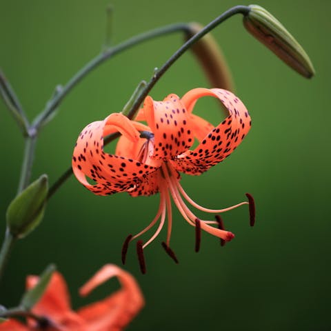 Tiger Lily Flower