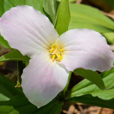 Tried and True Trillium Flower