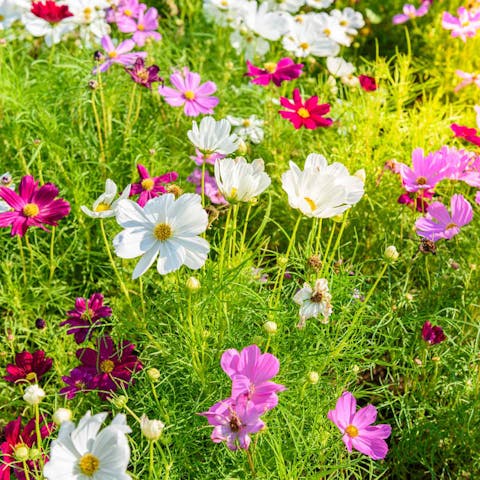 Flower Color Meanings: What to Know