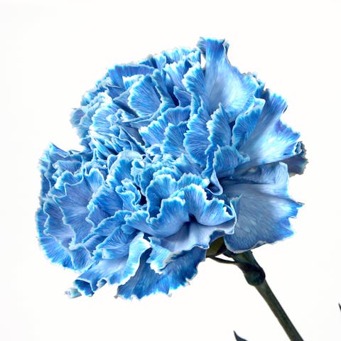 Blue Carnations Meaning: Interesting Facts about the Flower