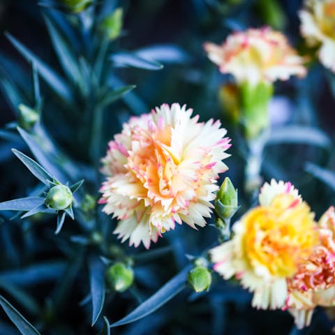 All about Carnations