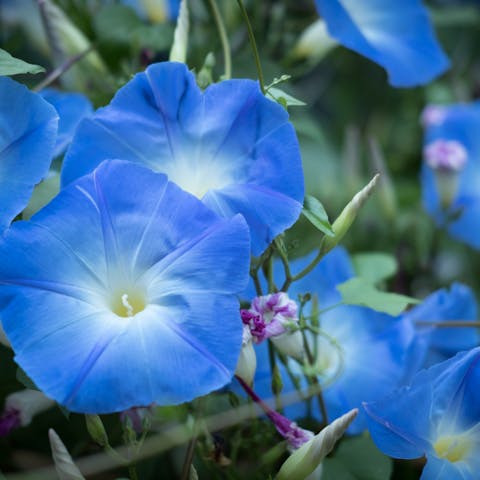 Seven Amazing Morning Glory Flowers