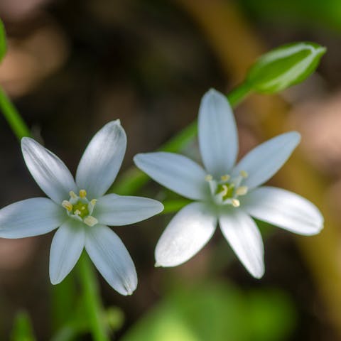 The Star of Bethlehem Flower