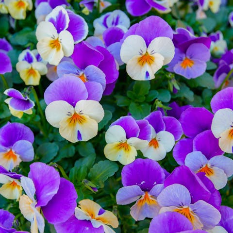 Pansy Flower Growing Guide