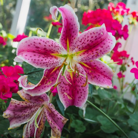 Everything You Need to Know About Irish Flowers