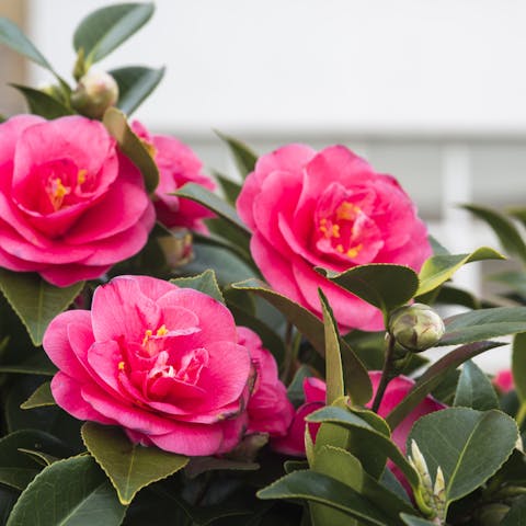 Camellias: Their History, Meaning, and Care