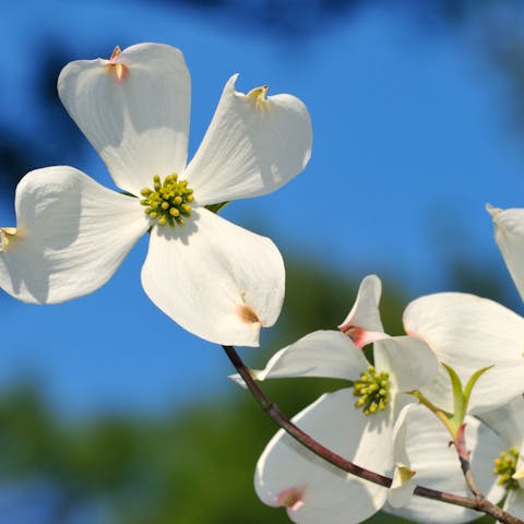 The Dogwood Flower