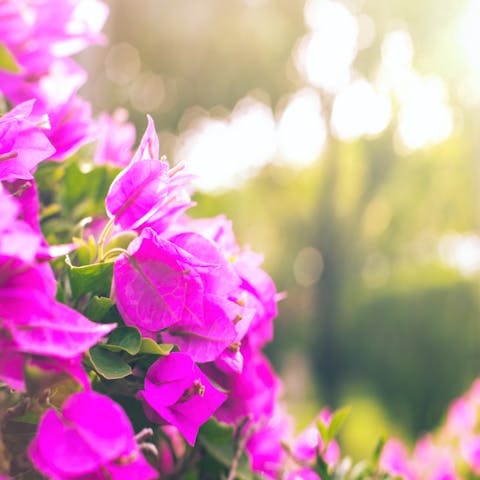 The Flowers of Hawaii
