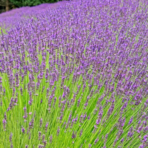The Lavender flower
