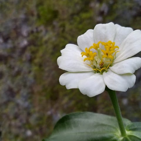 Flowers That Symbolize Friendship