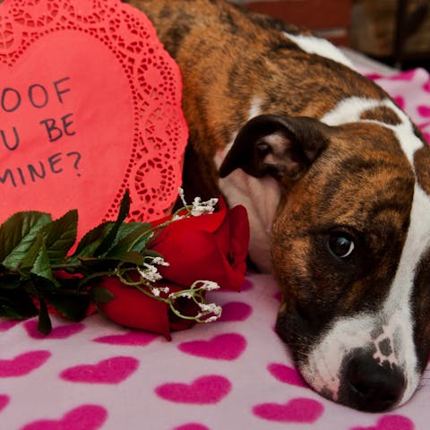 Funny Valentine’s Day Quotes