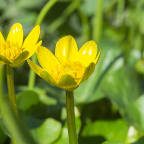The Playful Buttercup Flower
