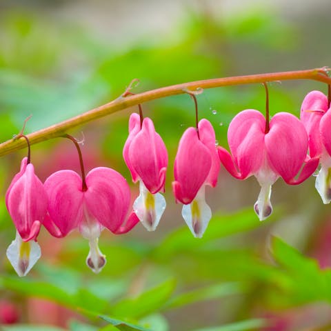 Bleeding Heart Flower Meaning and growing tips