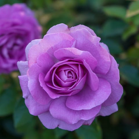 Purple Roses vs. Lavender Roses: History and Meaning