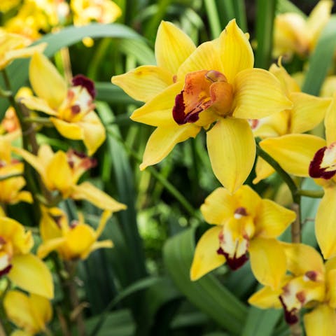 The Mighty Orchid Flower